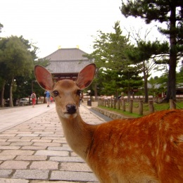 奈良公園近くのデイサービス＊アットホームで親しみやすい♪